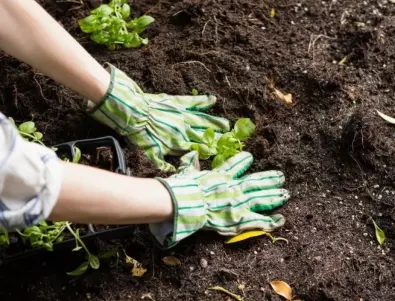 Ползите от мулча за вашата градина: Ето защо е добре да го използвате