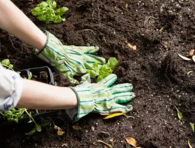 Подкиселяване на почвата в градината - ето как се прави