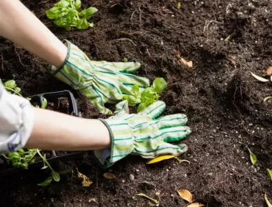 Киселинност на почвата - как се определя и какво се прави, ако е висока