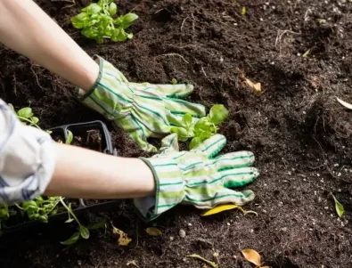 Цветя за вашата градина през април: Ето какво може да засадите