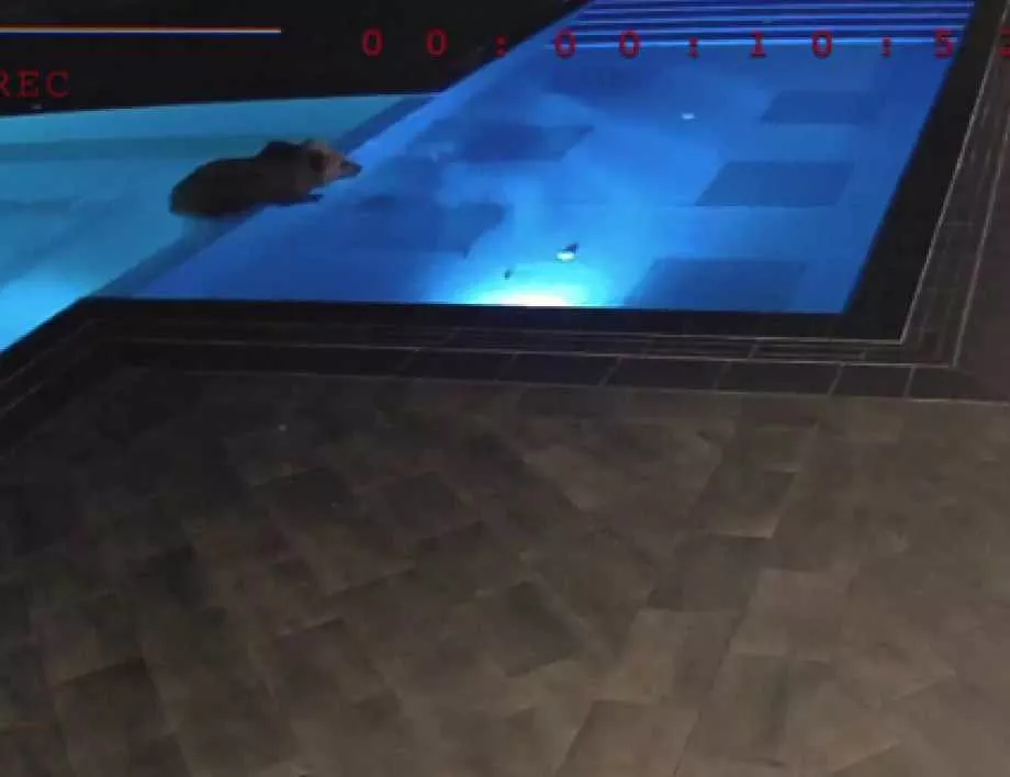 Мечка влезе в басейна на СПА хотел край Сопот (ВИДЕО)
