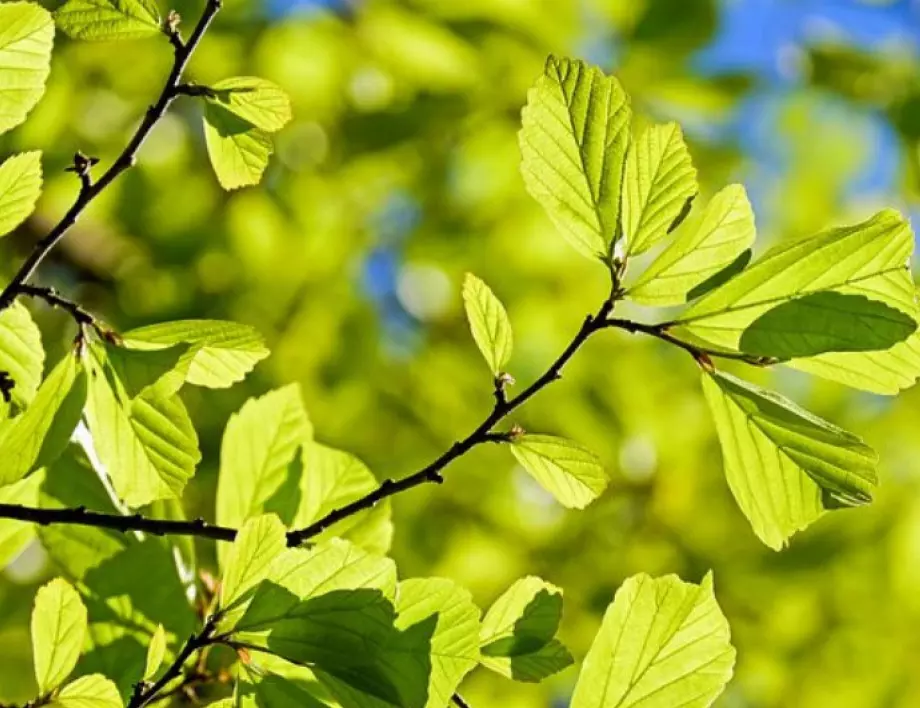 21 500 нови дръвчета ще бъдат посадени в Новата гора на София 