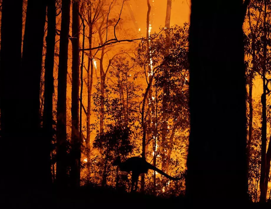 Горски пожари в Австралия унищожават остров от списъка на ЮНЕСКО 