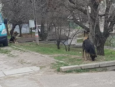 Около 200 са бездомните необработени кучета в Асеновград, 1 е осиновено