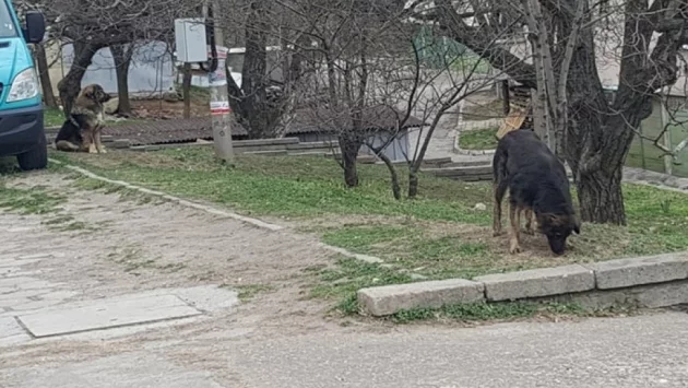 Около 200 са бездомните необработени кучета в Асеновград, 1 е осиновено