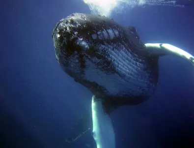 В стомаха на мъртъв кит открити 100 килограма боклуци 