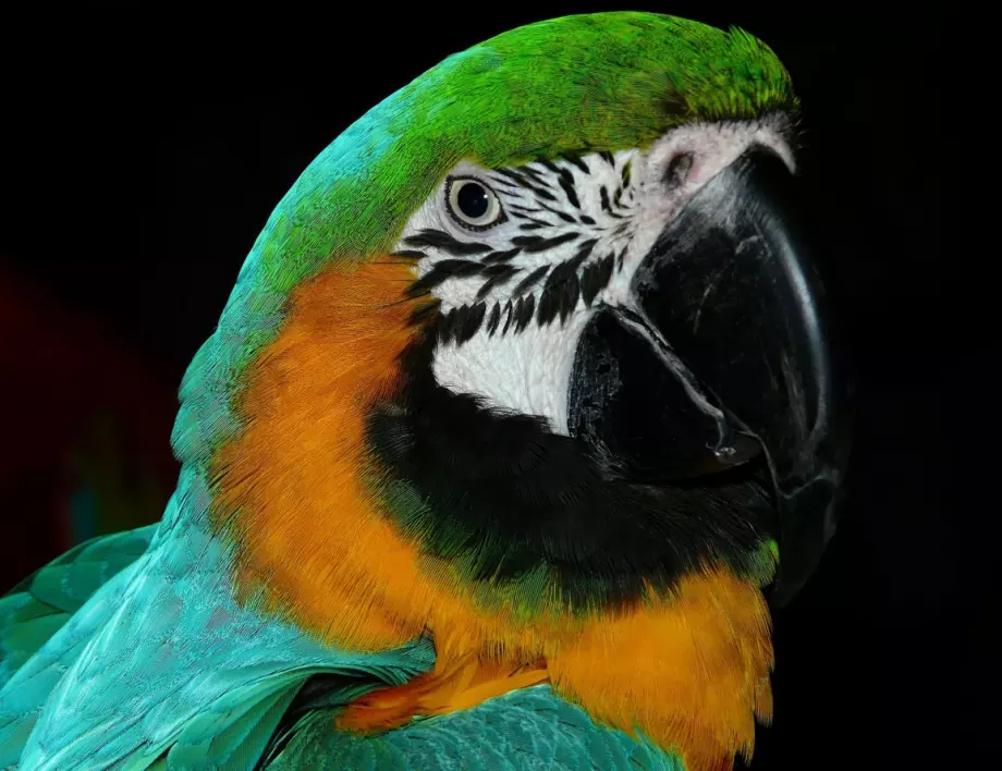 Откраднаха папагала Пепо от зоопарка в Добрич