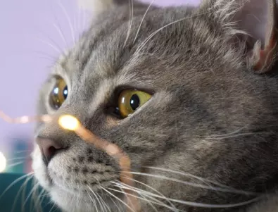Котки-мутанти спасяват музея на Хемингуей 