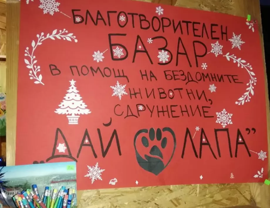 Базар в Асеновград събира пари за кастрация и лечение на бездомни животни (СНИМКИ)