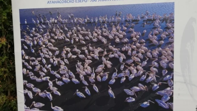 Календарът на Община Бургас за 2020 година е посветен на птиците 