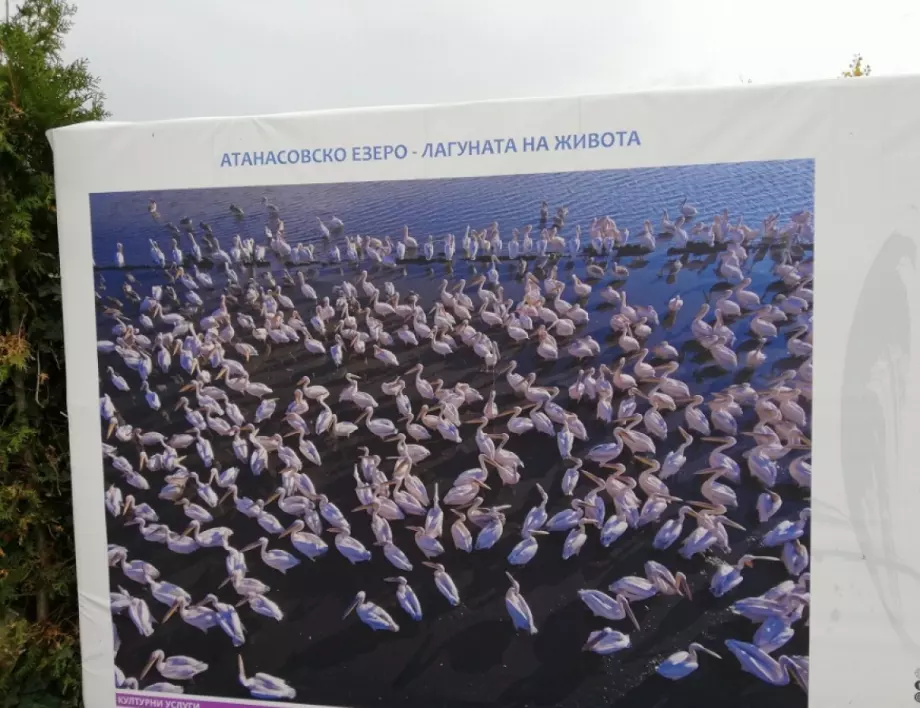 Календарът на Община Бургас за 2020 година е посветен на птиците 