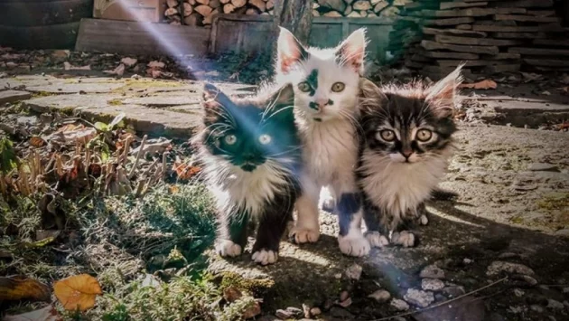 Четири котета чакат своето коледно чудо