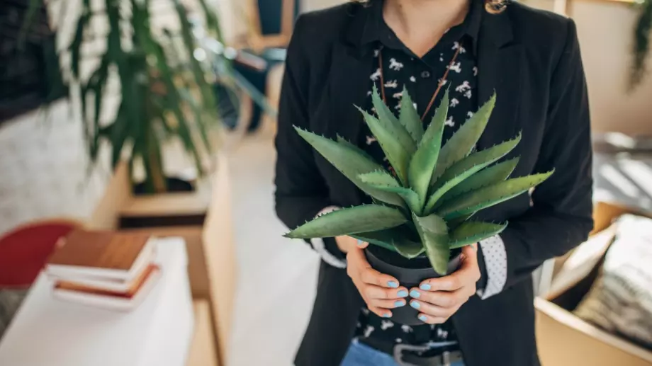 Скучно ви е? Ето как да си направите терариум у дома