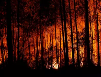 Хиляди декари гори са засегнати от пожарите по границата 