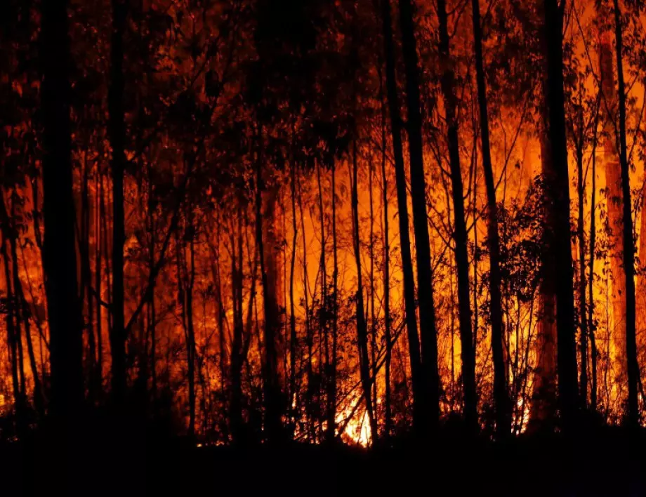 Евакуация заради пожарите в Калифорния, няма пострадали българи (ВИДЕО)