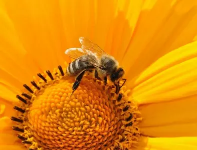 Пчелен прашец – храна и лекарство