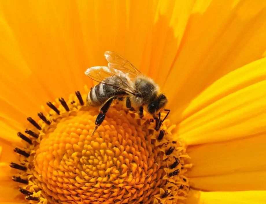 Пчеларите са нащрек преди третирането на земеделските култури
