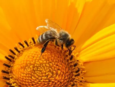 Ден на медоносните пчели, застрашени от изчезване