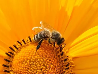 Ако ги нямаше пчелите: няколко удивителни факта