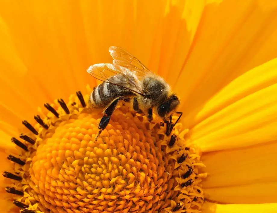 Пчелно безсмъртие: Рядък вид африкански пчели се клонира до милион пъти 