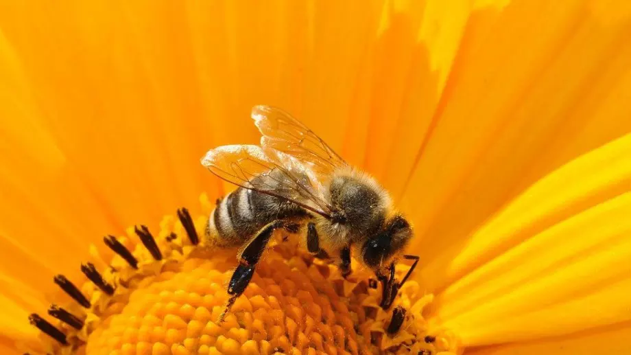 Мръсният въздуха обърква пчелите