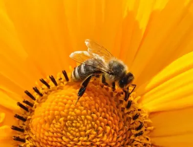 Тайните, които трябва да знаете за пчелния прашец