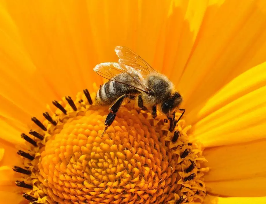 Пчелният продукт, който лекува кожни заболявания, алергии и екземи