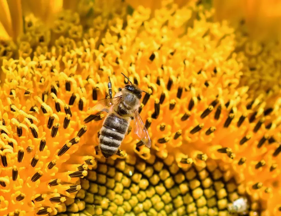 Продължават да измират хиляди пчели в селата заради отрови