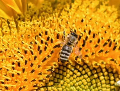Отбелязваме Международния ден на пчелата 