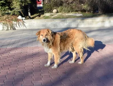 Нова наредба за бездомните кучета и контролно звено готвят в Асеновград