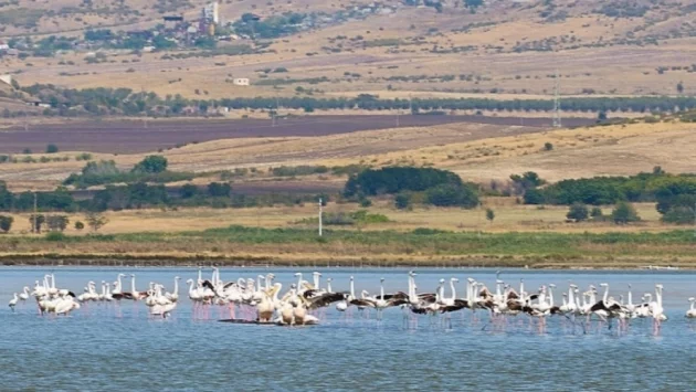 Безводието в България е пряко свързано с изчезването на различни животински видове, твърди орнитолог