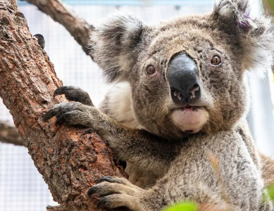 С повече от 1/3  са намалели застрашените бозайници в Австралия