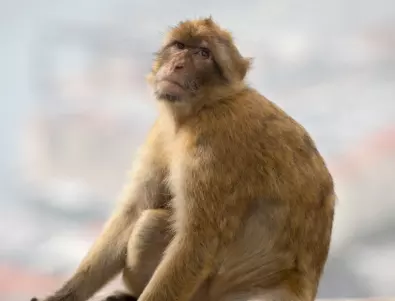 Кое населено място в България е с име на маймуна?