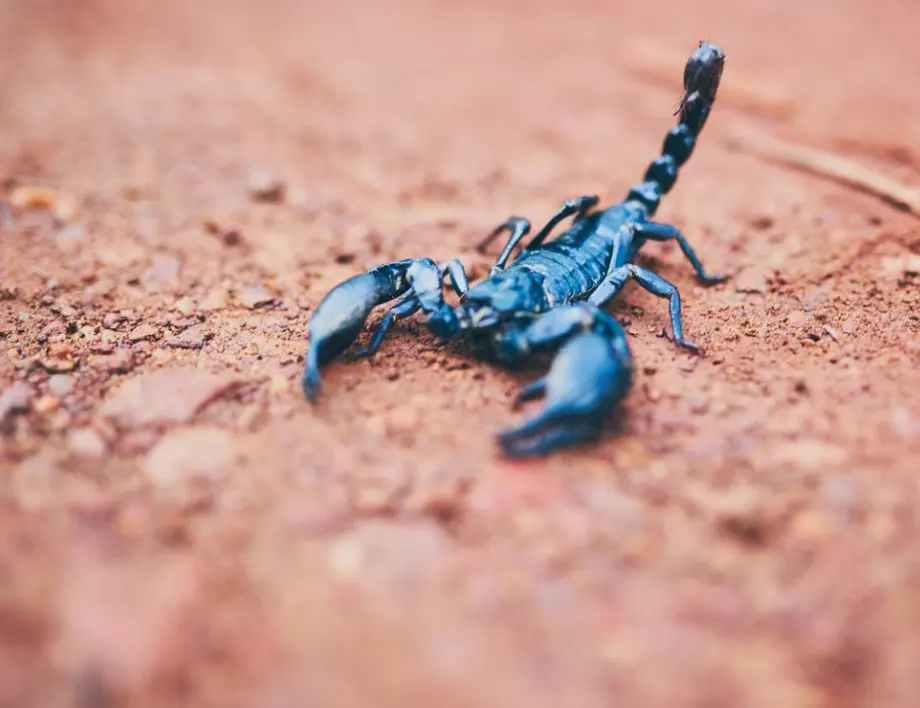 Ето кога е живял най-древният скорпион на Земята 