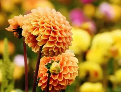 Добра грижа за цветето ДАЛИЯ: Препоръки от градинарите