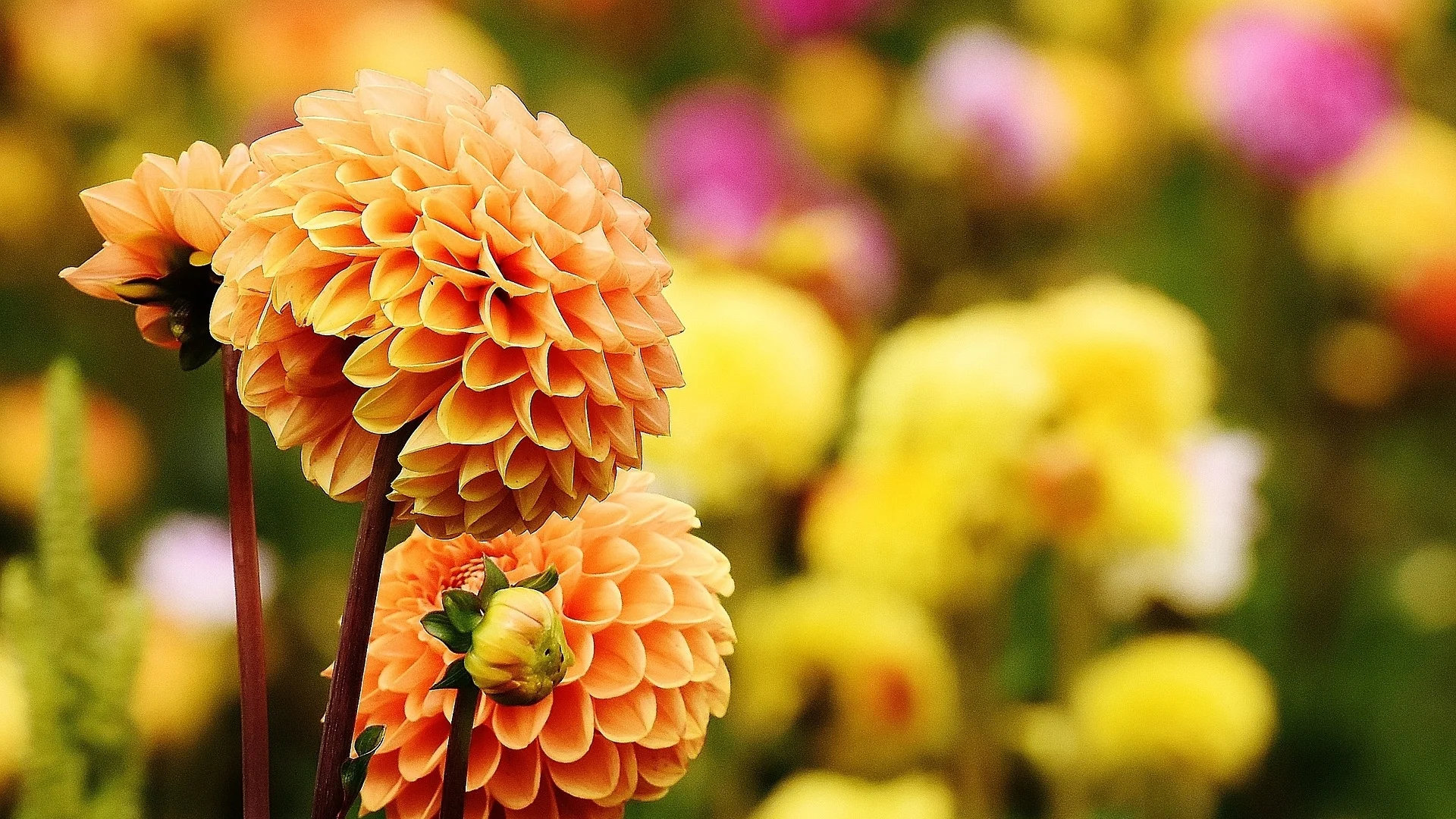 Придайте стил на цветната си градина с това разкошно цвете