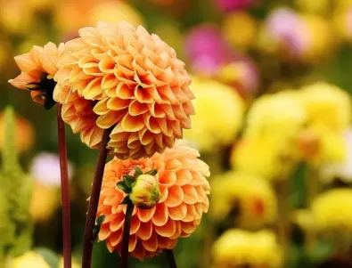 Придайте стил на цветната си градина с това разкошно цвете