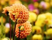 4 цветя за вашата градина, които ще цъфтят и в най-голямата суша
