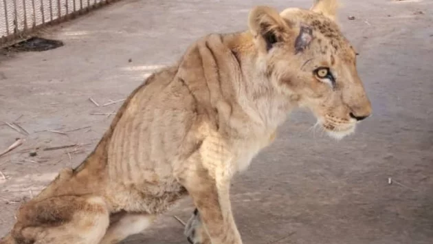 "Четири лапи" спасява бедстващи лъвове в судански зоопарк