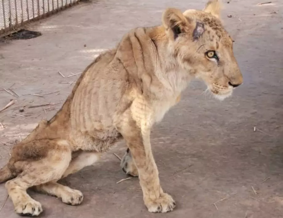 "Четири лапи" спасява бедстващи лъвове в судански зоопарк