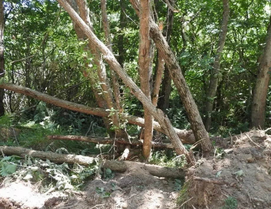 Дърво падна върху главата на 70-годишен гъбар