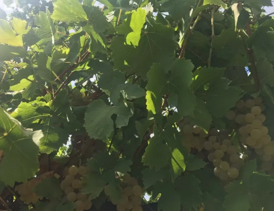 С изкореняване на лозя ще посрещнат празника винопроизводители от Бургаски регион