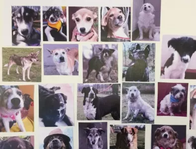 22 кучета от „Екоравновесие“ отиват при новите си семейства в Германия  - СНИМКИ 