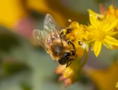 Още едно доказателство за уникалността на пчелите