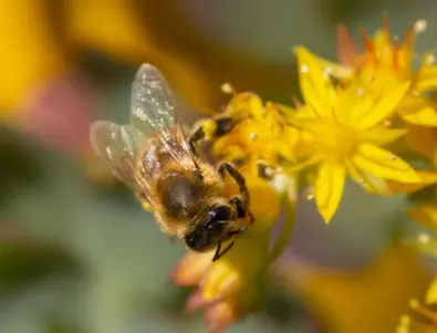 Разликата между пчела и оса - Каква е тя?