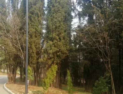 Нови 240 дръвчета засаждат в парк „Митрополит Методий Кусев“  (СНИМКИ)