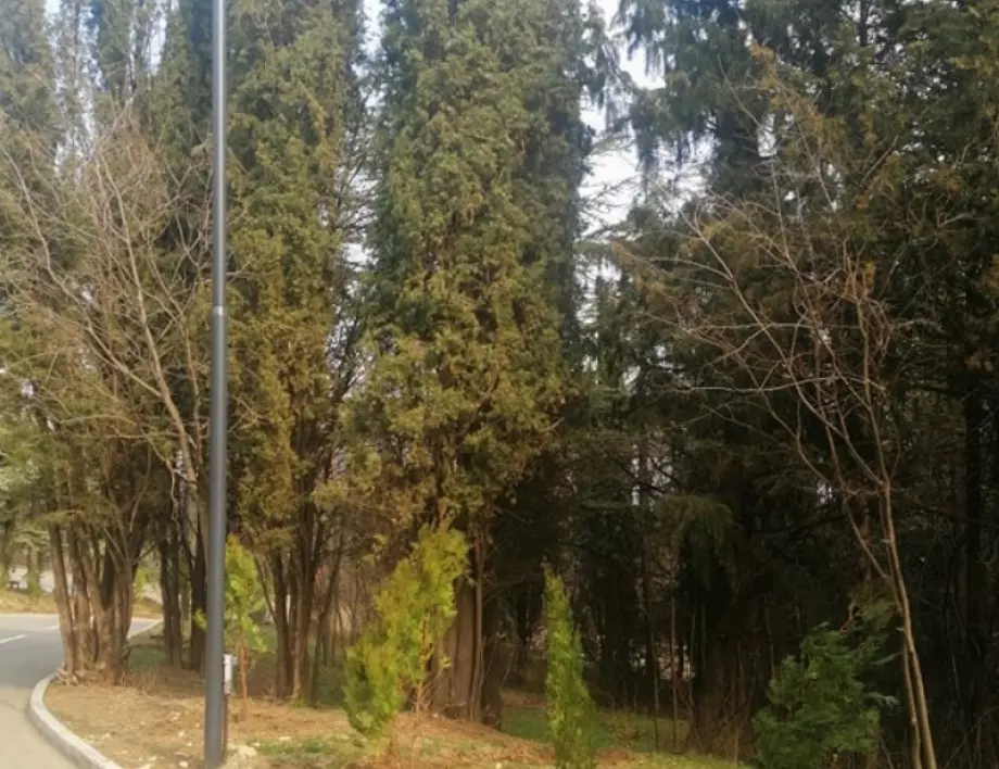 Нови 240 дръвчета засаждат в парк „Митрополит Методий Кусев“  (СНИМКИ)