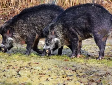 Рекорден отстрел на диви свине в Старозагорско през ловния сезон