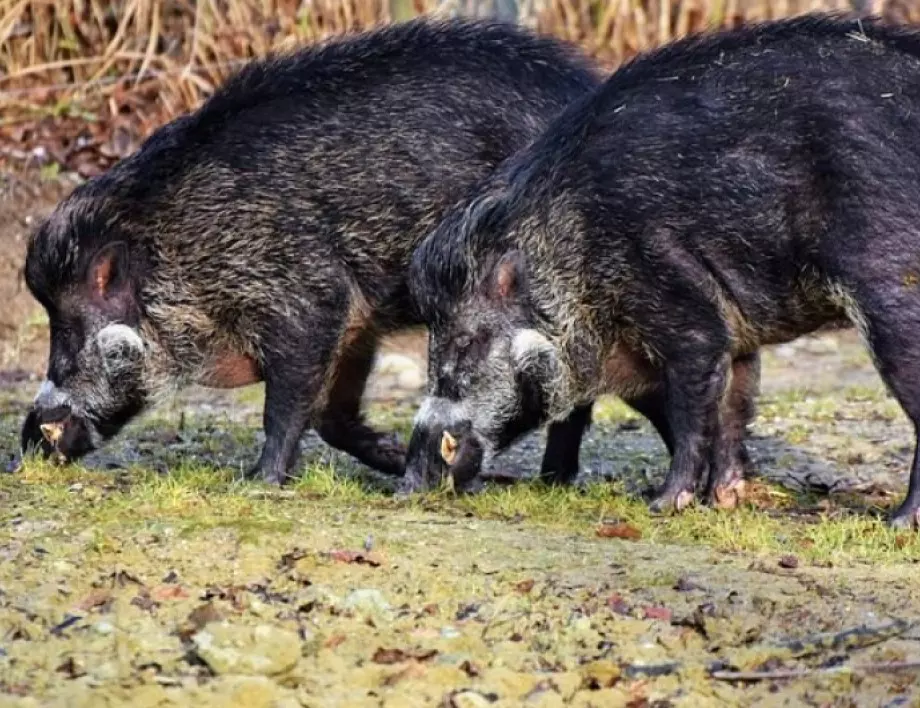 Африканска чума по свинете се разпространява в Германия