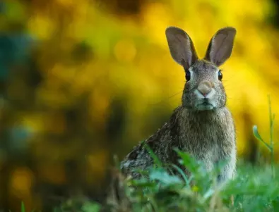СЗО: Коронавирусът може да е разпространен от язовци и зайци